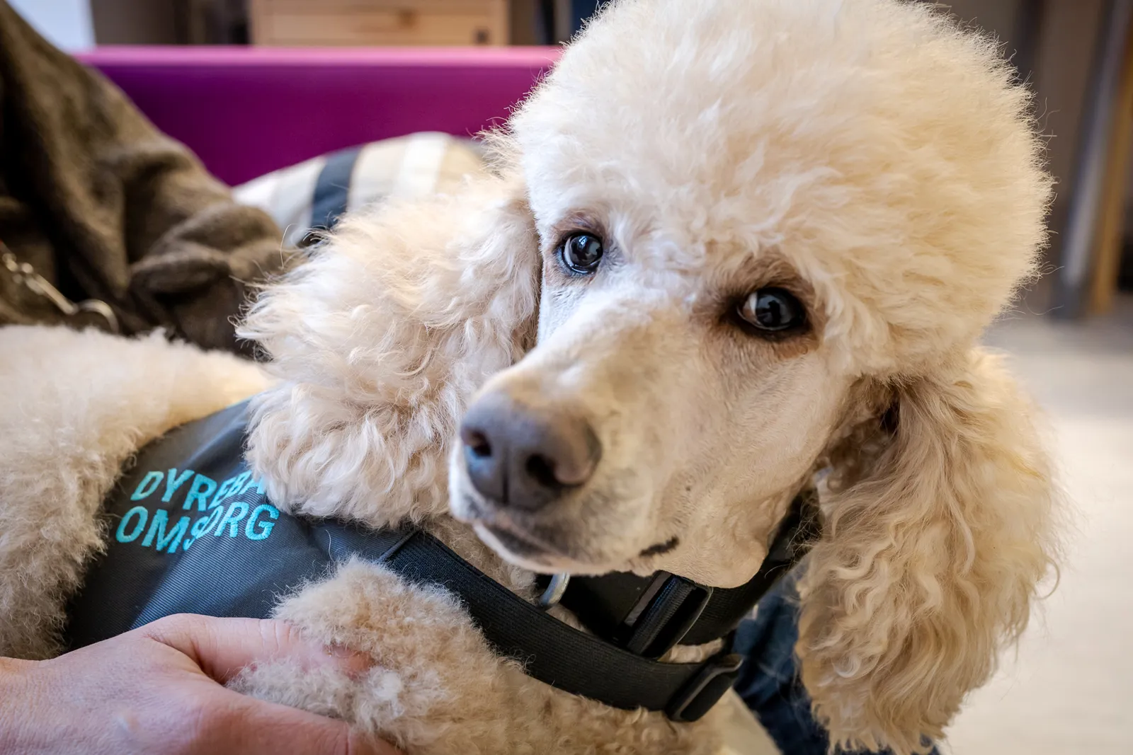 En person som holder en hund