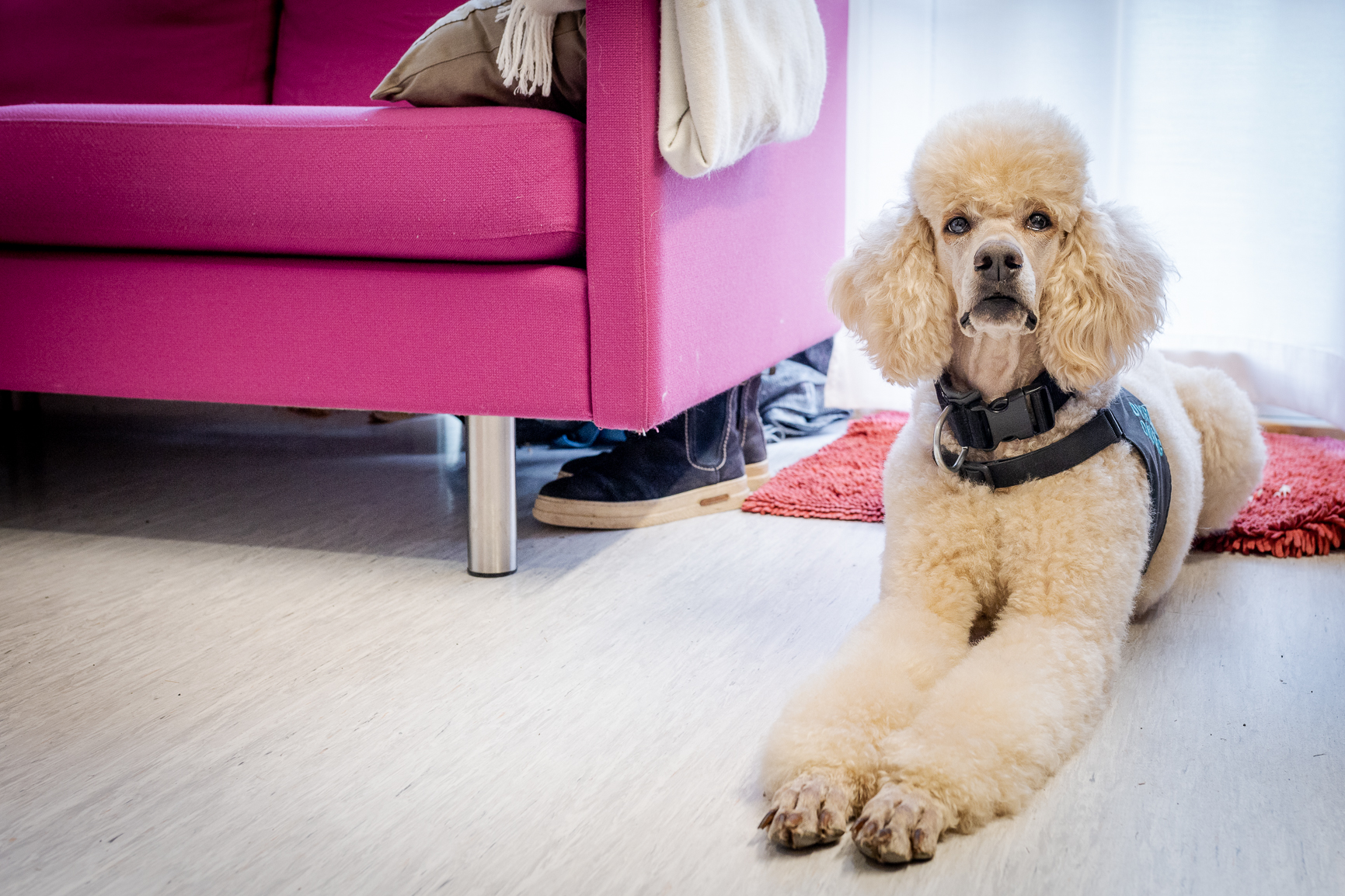 En hund som sitter på gulvet