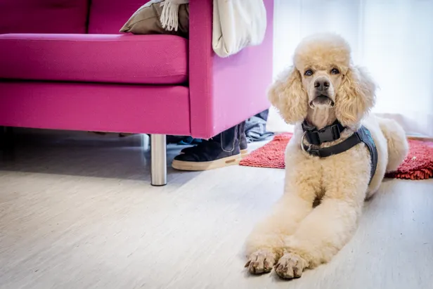 En hund som sitter på gulvet