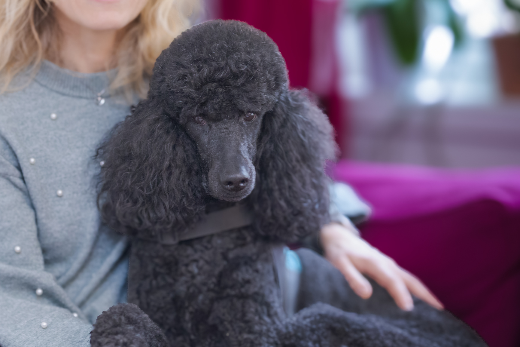 En person som holder en hund