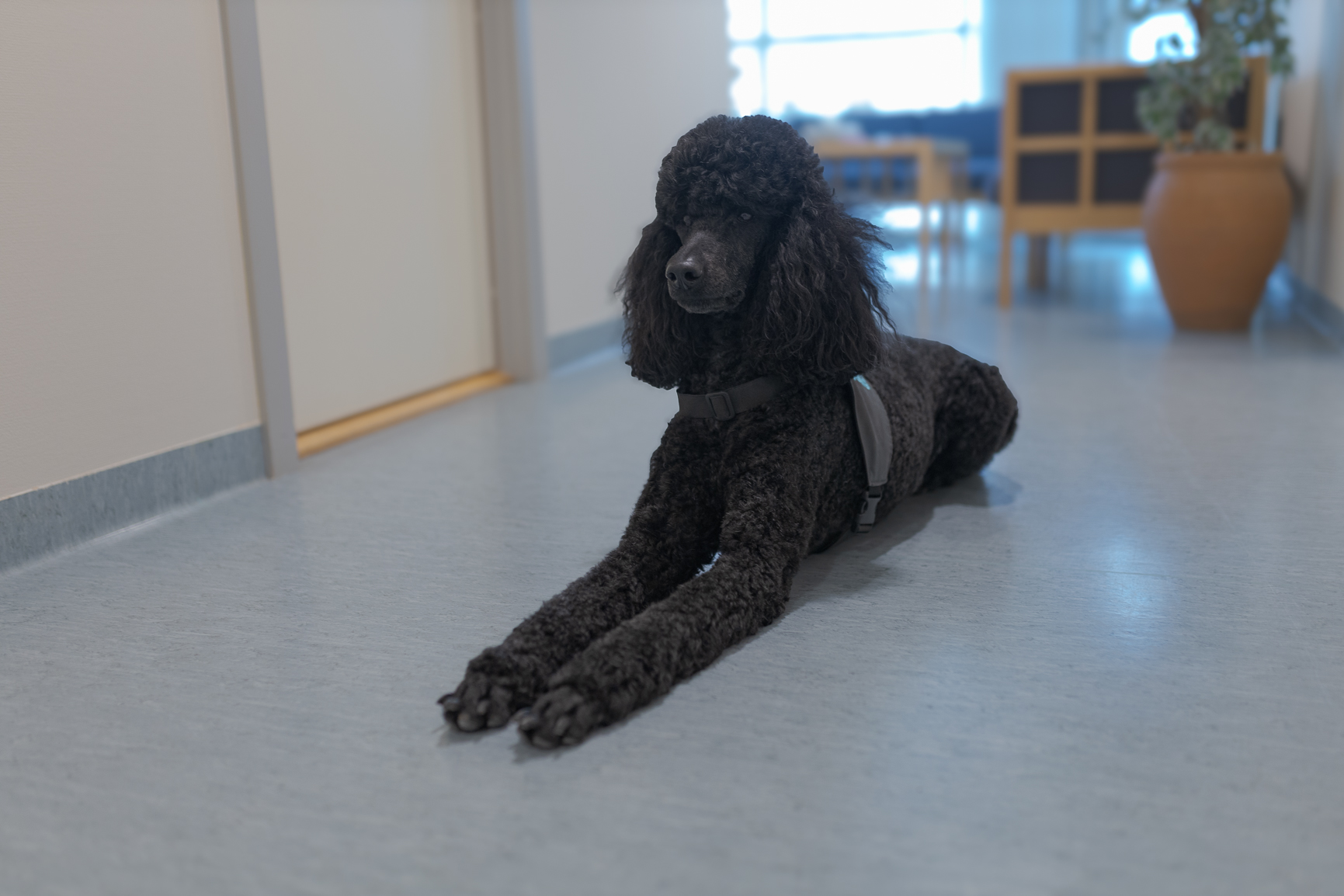 En hund som sitter på gulvet