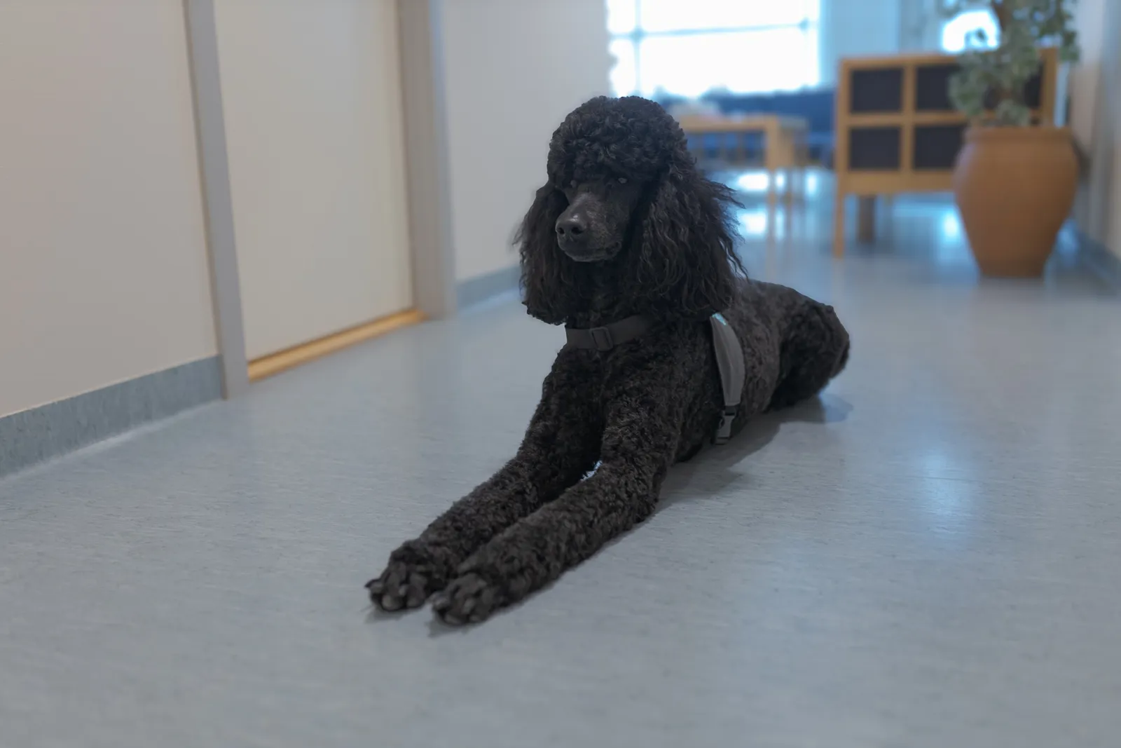 En hund som sitter på gulvet